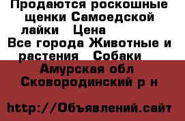 Продаются роскошные щенки Самоедской лайки › Цена ­ 40 000 - Все города Животные и растения » Собаки   . Амурская обл.,Сковородинский р-н